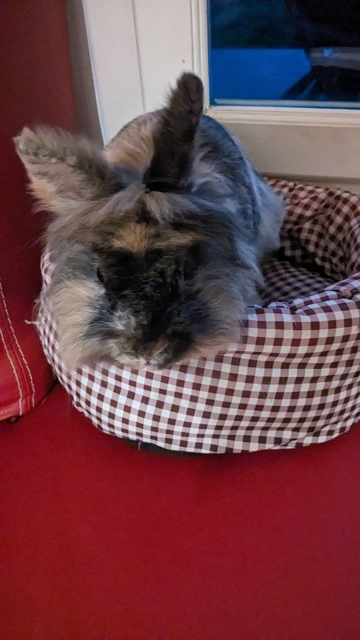 Pompon a rejoint le concours — aidez-le/la à gagner de superbes lots ! canidae, carnivore, cat_supply, comfort, companion_dog, dog, dog_bed, dog_breed, dog_supply, fawn, felidae, fur, pet_supply, rabbits_and_hares, small_to_medium_sized_cats, snout, sporting_group, tail, terrestrial_animal, whiskers