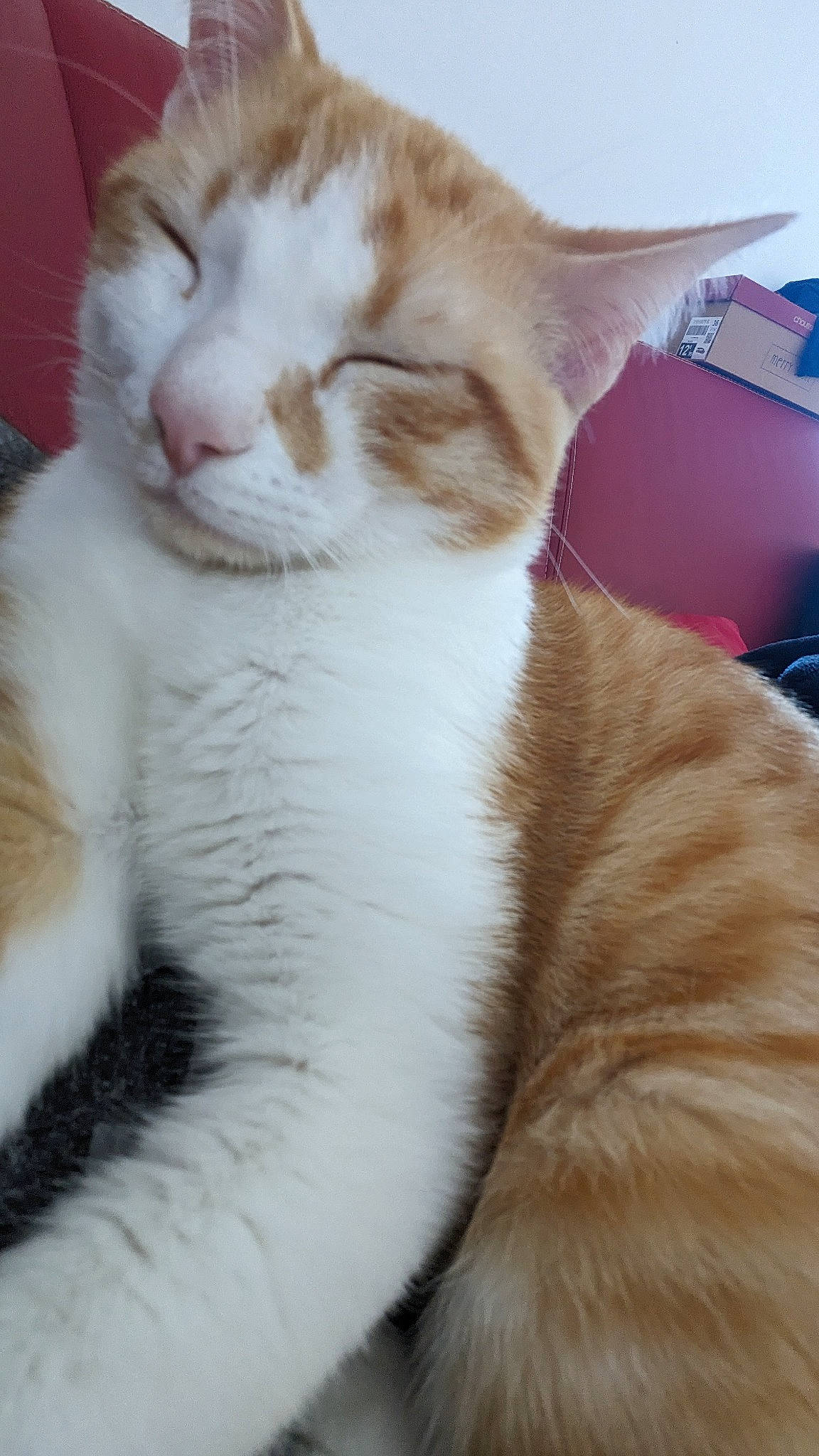 Tigrou participe au concours pour gagner de l'argent avec cette photo : carnivore, cat, claw, comfort, domestic_short_haired_cat, fawn, felidae, fur, paw, small_to_medium_sized_cats, snout, tail, whiskers, window