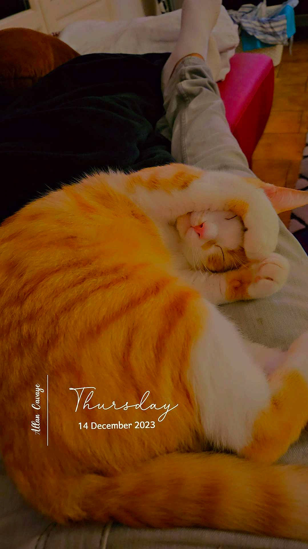 Tigrou a rejoint le concours — aidez-le/la à gagner de superbes lots ! canidae, carnivore, cat, claw, comfort, companion_dog, domestic_short_haired_cat, fawn, felidae, flooring, fur, nap, orange, paw, photo_caption, small_to_medium_sized_cats, snout, sporting_group, tail, whiskers