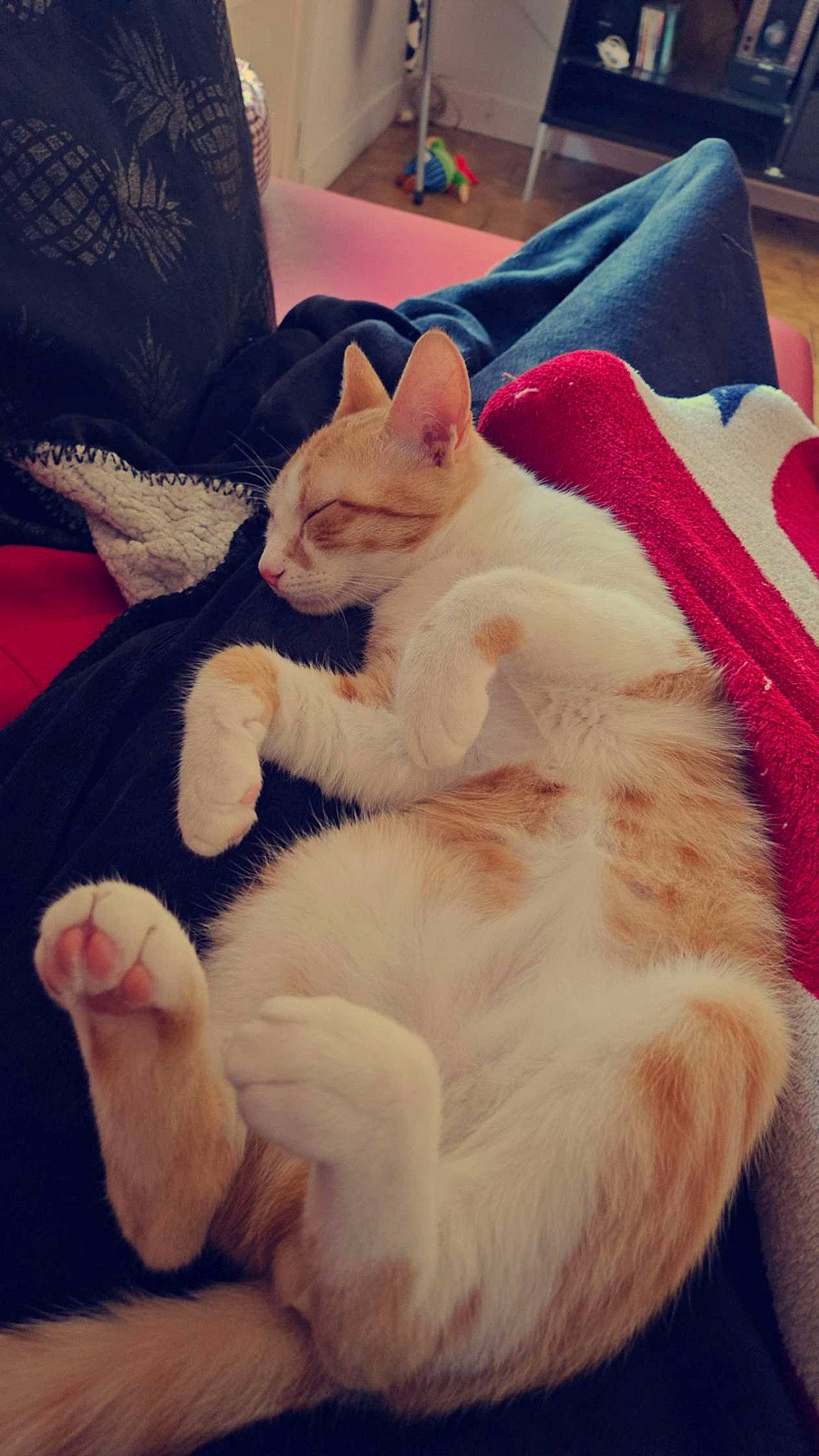 Tigrou participe au concours pour gagner de l'argent avec cette photo : carnivore, cat, cloud, comfort, companion_dog, domestic_short_haired_cat, fawn, felidae, fur, head, lap, leg, linens, paw, sky, small_to_medium_sized_cats, snout, tail, textile, whiskers