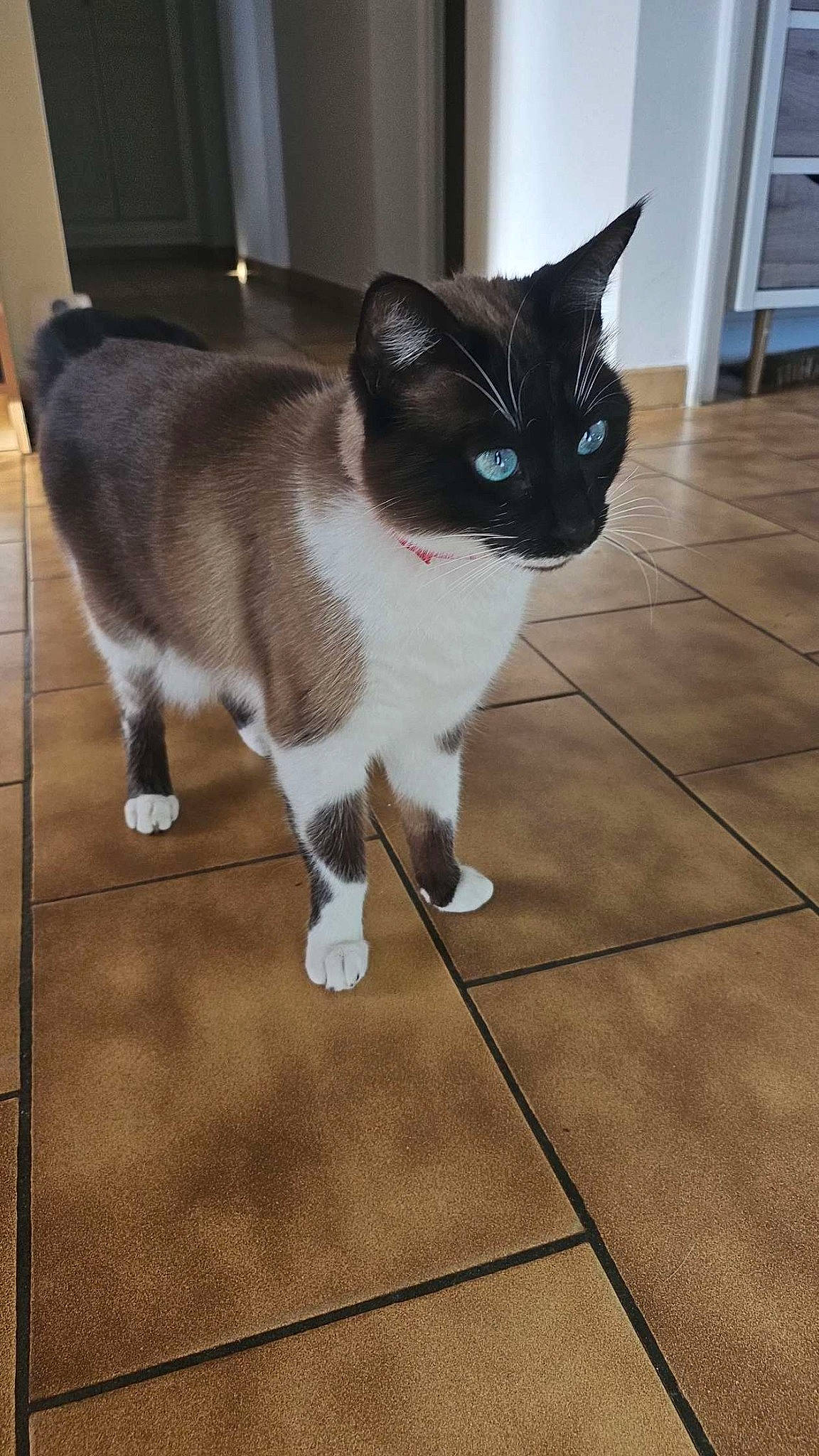 Héléna a rejoint le concours — aidez-le/la à gagner de superbes lots ! carnivore, cat, collar, domestic_short_haired_cat, fawn, felidae, floor, flooring, fur, hardwood, human_leg, leg, paw, small_to_medium_sized_cats, snout, tail, tile_flooring, whiskers, window, wood