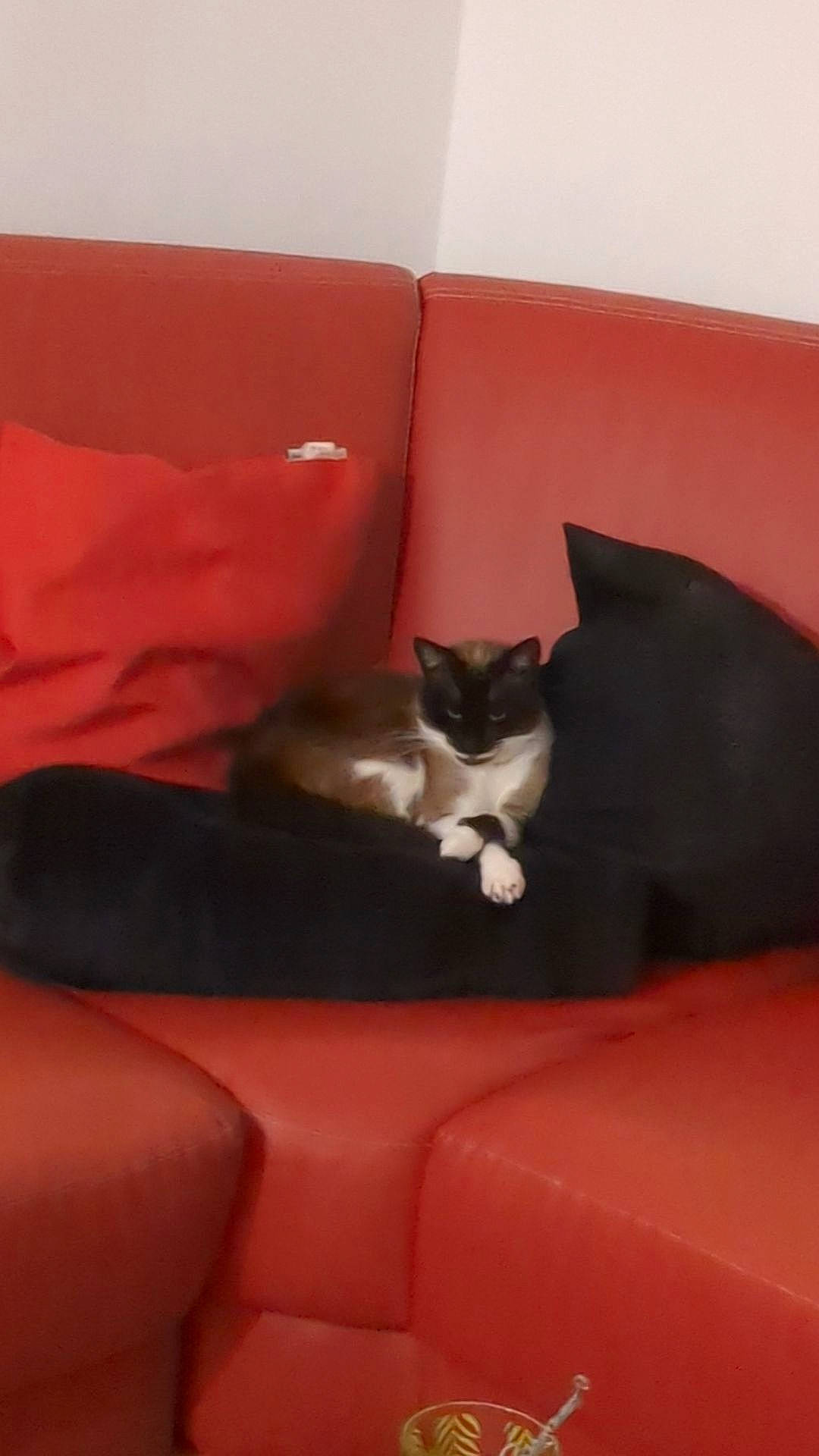 Héléna a rejoint le concours — aidez-le/la à gagner de superbes lots ! bedding, carnivore, cat, cat_supply, comfort, couch, felidae, flooring, hardwood, human_leg, linens, living_room, magenta, room, small_to_medium_sized_cats, studio_couch, tail, tints_and_shades, whiskers, wood