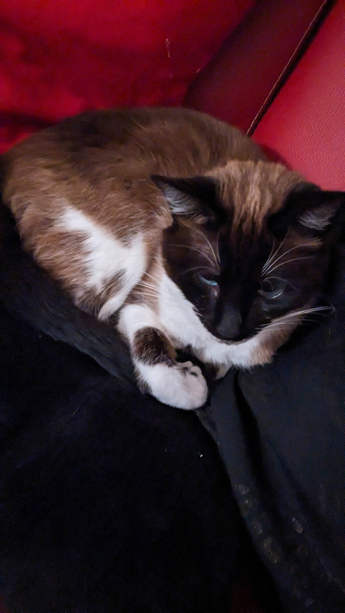 Héléna a rejoint le concours — aidez-le/la à gagner de superbes lots ! brown, carnivore, cat, claw, comfort, darkness, domestic_short_haired_cat, felidae, flooring, fur, hardwood, human_leg, nap, paw, sitting, small_to_medium_sized_cats, tail, tints_and_shades, whiskers, wood