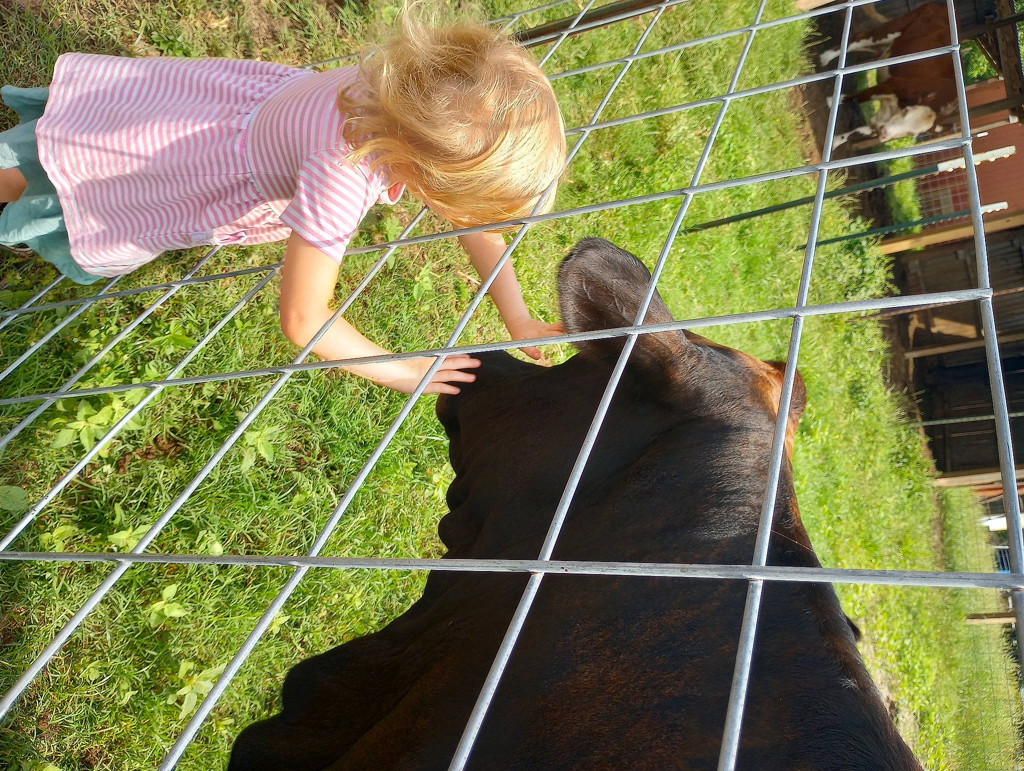 Victoria Desalvo joined the competition — help win amazing prizes! dog_breed, domestic_short_haired_cat, fawn, felidae, fur, grass, green, leisure, mammal, mesh, net, people_in_nature, person, plant, shorts, small_to_medium_sized_cats, t_shirt, tail, terrestrial_animal, toddler