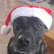 Pavia participe au concours pour gagner de l'argent avec cette photo : dog, santa_hat, indoor, pet, canine, tile_floor, kitchen, table, feeding_bowls, brown, black, white, fur, portrait, holiday, christmas, pet_accessories, looking_up, domestic_animal, house