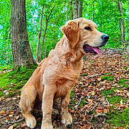 Volt a rejoint le concours — aidez-le/la à gagner de superbes lots ! animal, canine, dog, goldenretriever, grass, grove, herbal, herbs, land, leaf, nature, outdoors, pet, plant, puppy, rock, soil, tree, vegetation, woodland