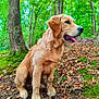 animal, canine, dog, goldenretriever, grass, grove, herbal, herbs, land, leaf, nature, outdoors, pet, plant, puppy, rock, soil, tree, vegetation, woodland