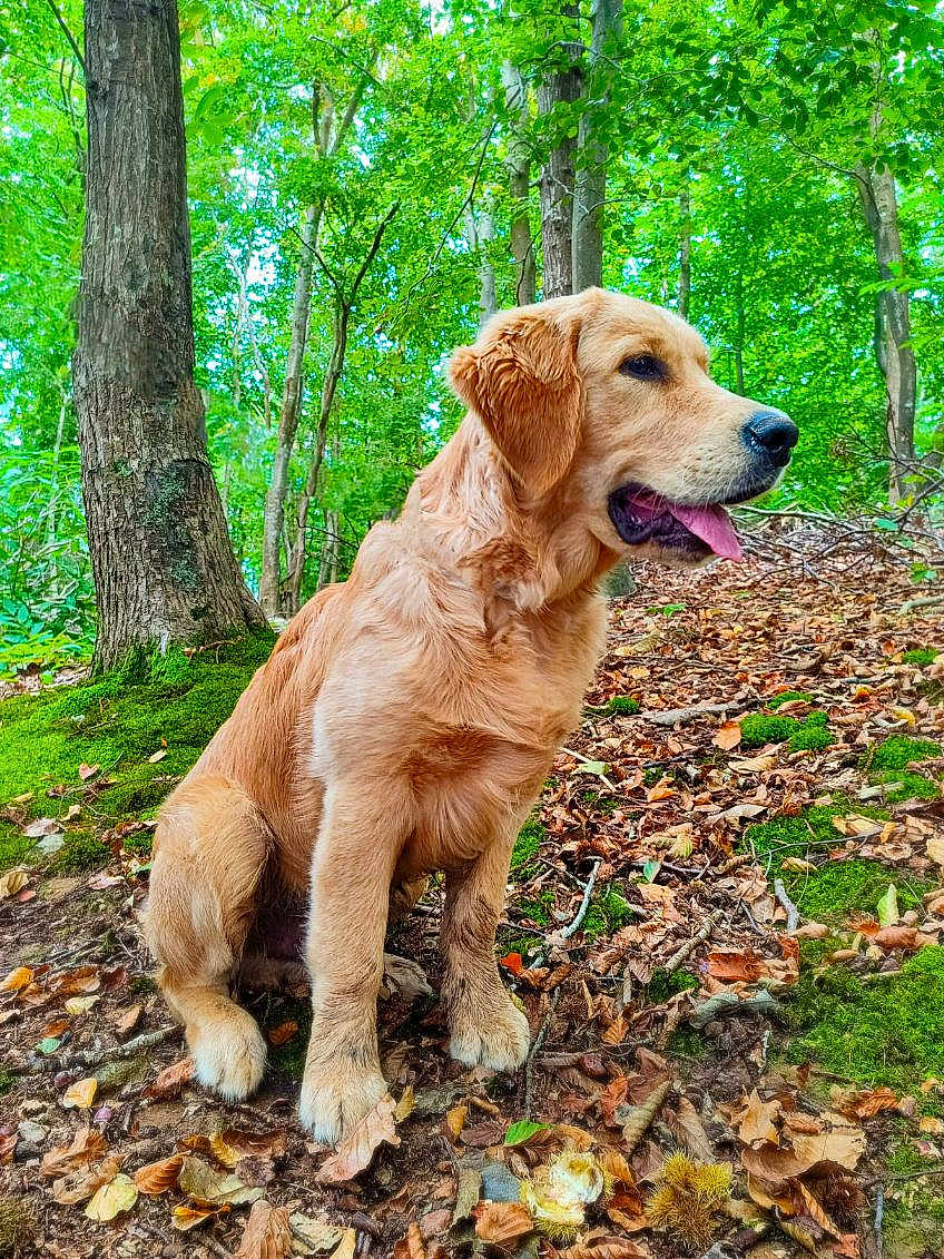 Volt a rejoint le concours — aidez-le/la à gagner de superbes lots ! animal, canine, dog, goldenretriever, grass, grove, herbal, herbs, land, leaf, nature, outdoors, pet, plant, puppy, rock, soil, tree, vegetation, woodland