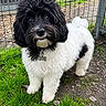 Molly joined the competition — help win amazing prizes! adorable, animal, black_and_white, canine, collar, companion, curly_fur, cute, dog, fence, fluffy, friendly, grass, looking_up, molly, nature, outdoor, pet, standing, tag