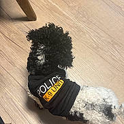 Molly is registered to the contest to win money with this photo: animal, black, canine, clothing, companion, curly_fur, cute, dog, domestic_animal, fur, indoor, k9, pet, police, shirt, small_dog, standing, text, white, wooden_floor