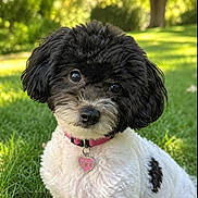 Molly is registered to the contest to win money with this photo: dog, black_and_white, fluffy, outdoor, grass, collar, pet, cute, portrait, animal, garden, sunlight, bokeh, tag, fur, head_tilt, nature, small_dog, friendly, canine