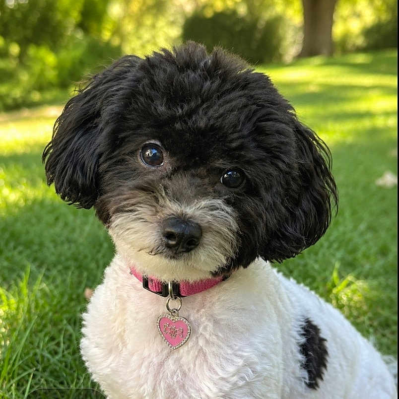 Molly