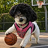 Molly is registered to the contest to win money with this photo: action, animal, ball, basketball, black_and_white, collar, court, cute, dog, expression, fence, jersey, outdoor, pet, playing, sportswear, summer, sunlight, tag, trees