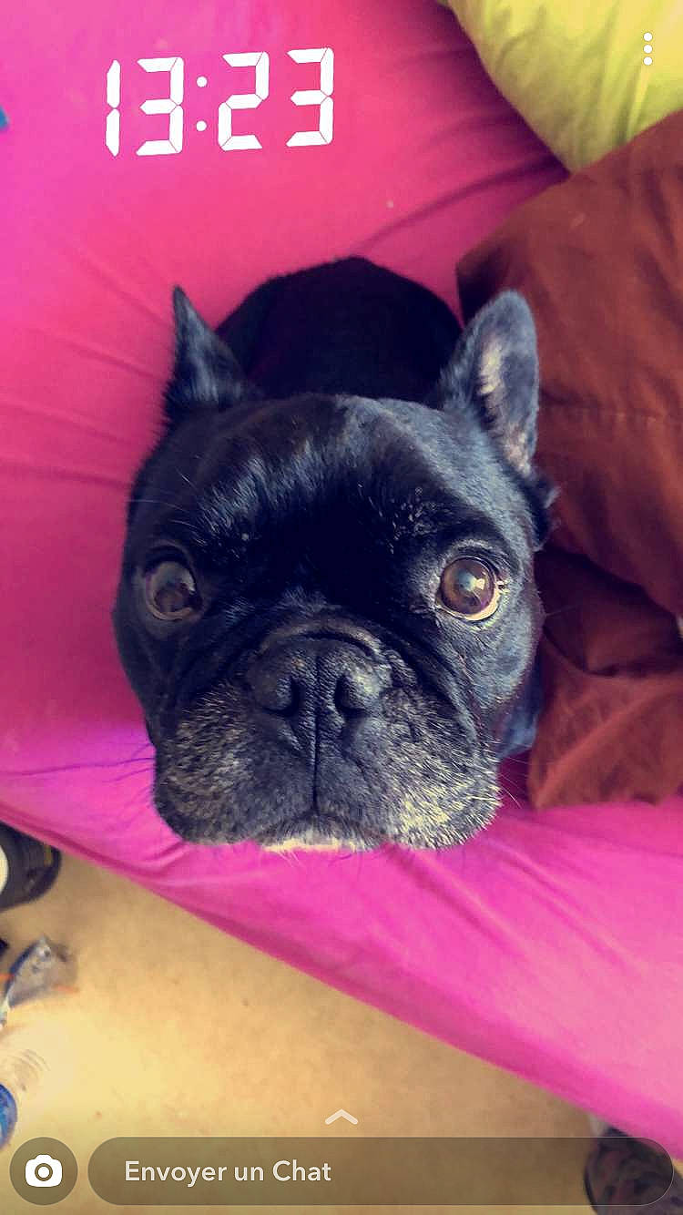Gibbs a rejoint le concours — aidez-le/la à gagner de superbes lots ! bulldog, canidae, carnivore, companion_dog, dog, dog_breed, ear, eye, fawn, french_bulldog, mammal, non_sporting_group, nose, pink, pug, puppy, skin, snout, toy_bulldog, vertebrate