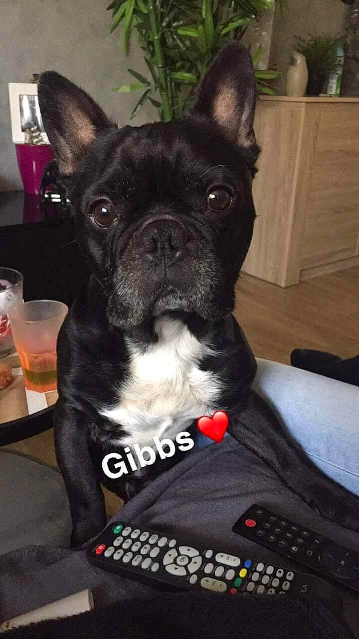 Gibbs