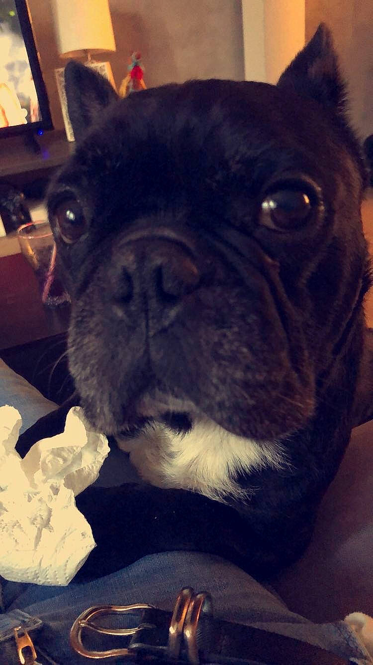 Gibbs a rejoint le concours — aidez-le/la à gagner de superbes lots ! bulldog, canidae, carnivore, companion_dog, dog, dog_breed, ear, eye, french_bulldog, mammal, non_sporting_group, nose, pug, puppy, skin, sky, snout, toy_bulldog, vertebrate, whiskers