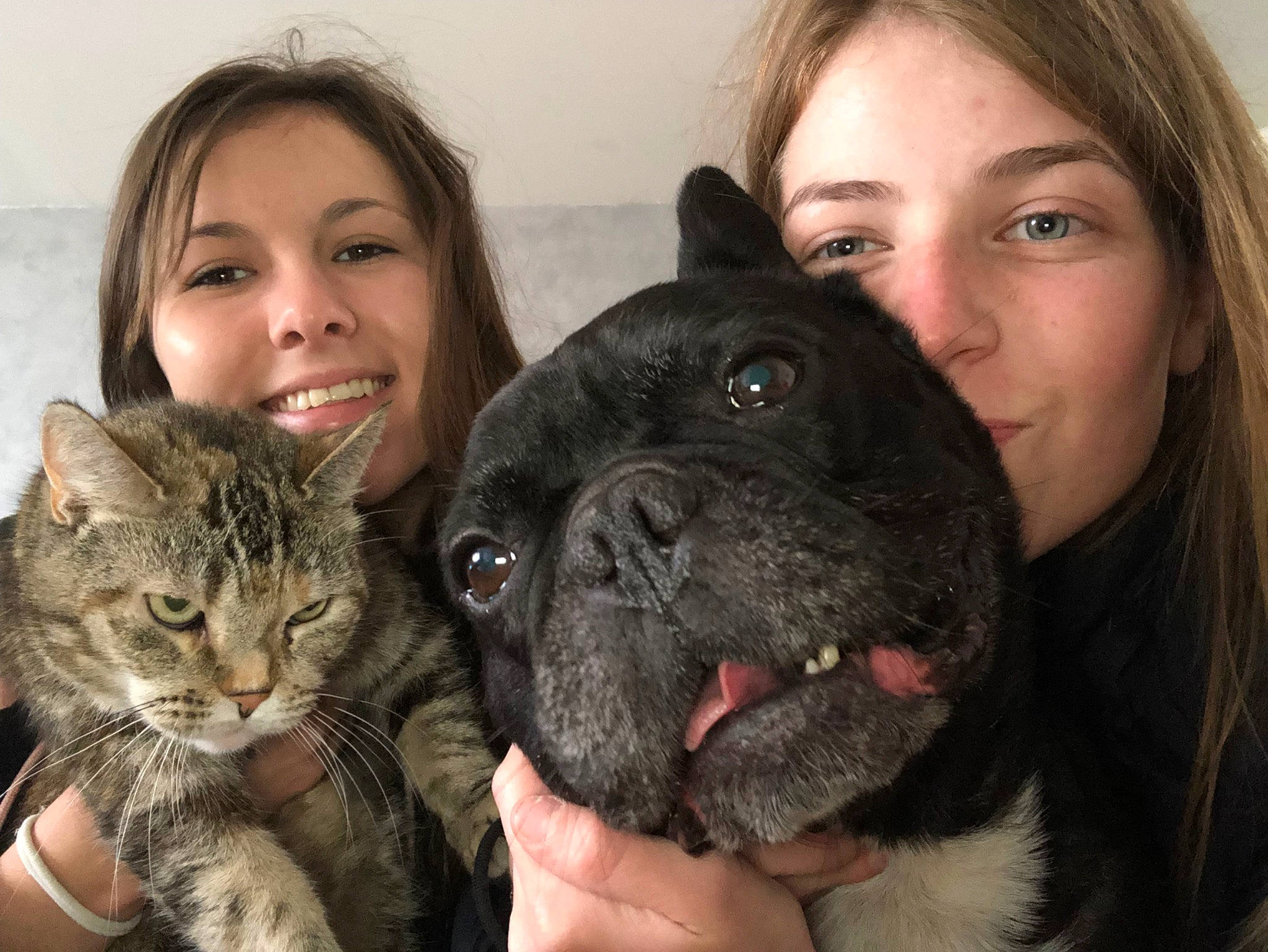 Gibbs participe au concours pour gagner de l'argent avec cette photo : cane_corso, canidae, carnivore, companion_dog, dog, dog_breed, fawn, french_bulldog, guard_dog, mammal, non_sporting_group, nose, puppy_love, snout, sporting_group, vertebrate, whiskers