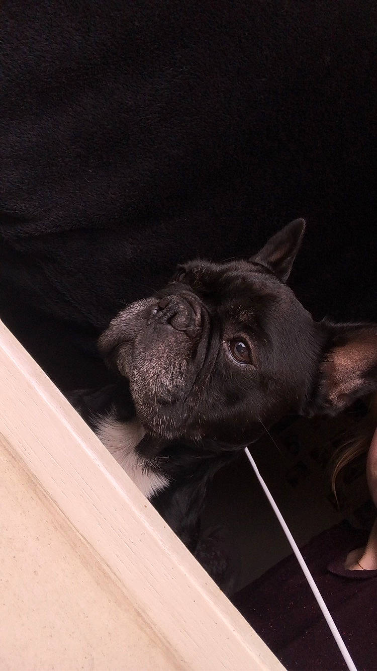 Gibbs participe au concours pour gagner de l'argent avec cette photo : bulldog, canidae, carnivore, companion_dog, dog, dog_breed, ear, fawn, french_bulldog, non_sporting_group, puppy, snout, sporting_group