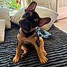 bed, black_and_tan, blanket, cozy, cute, dog, french_bulldog, head_tilt, houseplant, indoors, large_ears, pet, pillows, portrait, puppy, short_snout, sitting, sunlight, window, wrinkled_face