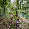 adventure, canine, dog, dogs, forest, grass, greenery, harness, hiking, landscape, leash, leaves, nature, outdoors, pets, river, stream, trees, walking, woodland