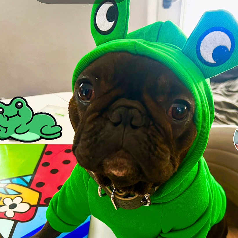 Kelly joined the competition — help win amazing prizes! animal, bostonbull, boxer, bulldog, canine, dog, frenchbulldog, pet, pitbull, pug, puppy, snout, toy