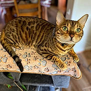 Sir Leopold Reginald is registered to the contest to win money with this photo: bengal_cat, cat, pet, animal, indoor, feline, paw_print_blanket, cat_tree, striped, tabby, fur, whiskers, green_eyes, ears, collar, relaxed, wooden_floor, chair, home, cozy