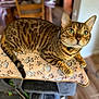 bengal_cat, cat, pet, animal, indoor, feline, paw_print_blanket, cat_tree, striped, tabby, fur, whiskers, green_eyes, ears, collar, relaxed, wooden_floor, chair, home, cozy
