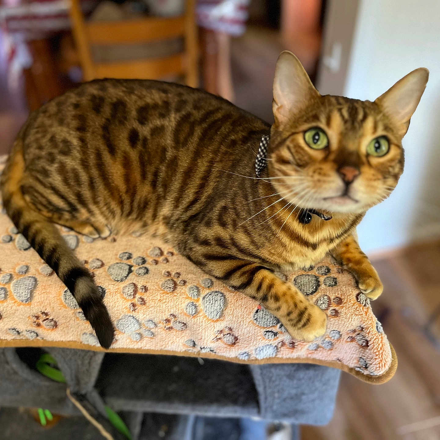 Sir Leopold Reginald is registered to the contest to win money with this photo: animal, bengal_cat, cat, cat_tree, chair, collar, cozy, ears, feline, fur, green_eyes, home, indoor, paw_print_blanket, pet, relaxed, striped, tabby, whiskers, wooden_floor