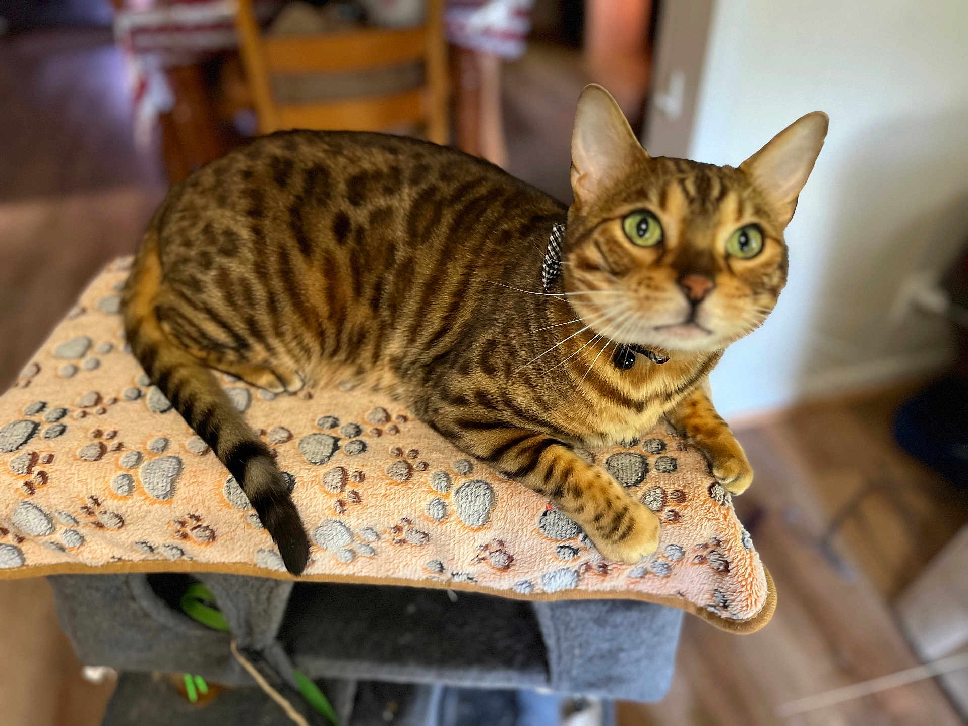 Sir Leopold Reginald is registered to the contest to win money with this photo: bengal_cat, cat, pet, animal, indoor, feline, paw_print_blanket, cat_tree, striped, tabby, fur, whiskers, green_eyes, ears, collar, relaxed, wooden_floor, chair, home, cozy