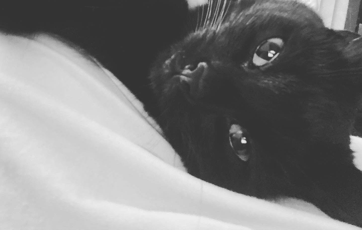 Coal is registered to the contest to win money with this photo: black_cat, bombay, carnivore, cat, darkness, domestic_short_haired_cat, eye, felidae, fur, monochrome, monochrome_photography, small_to_medium_sized_cats, snout, terrestrial_animal, whiskers