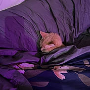 Mario joined the competition — help win amazing prizes! cat, sleeping, bed, blanket, purple_lighting, cozy, orange_cat, pet, indoor, fur, resting, cute, domestic_animal, blanket_folds, soft_texture, animal, quiet, peaceful, comfort, nap