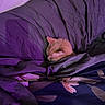 animal, bed, blanket, blanket_folds, cat, comfort, cozy, cute, domestic_animal, fur, indoor, nap, orange_cat, peaceful, pet, purple_lighting, quiet, resting, sleeping, soft_texture