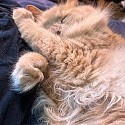 Bowser joined the competition — help win amazing prizes! animal, cat, close_up, comfort, cozy, cute, feline, fluffy, fur, ginger_cat, home, indoor, nap, paw, pet, relaxed, resting, sleeping, soft, whiskers
