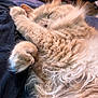 animal, cat, close_up, comfort, cozy, cute, feline, fluffy, fur, ginger_cat, home, indoor, nap, paw, pet, relaxed, resting, sleeping, soft, whiskers
