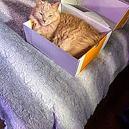 Bowser is registered to the contest to win money with this photo: animal, bed, blanket, cardboard_box, cat, comfort, cozy, cute, domestic, feline, fur, indoor, lounging, orange_cat, pet, purple_light, relaxed, resting, sleepy, soft_texture