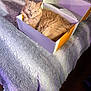 animal, bed, blanket, cardboard_box, cat, comfort, cozy, cute, domestic, feline, fur, indoor, lounging, orange_cat, pet, purple_light, relaxed, resting, sleepy, soft_texture