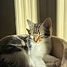 cat, kitten, tabby, white_fur, sleeping, closed_eyes, pet, animal, feline, portrait, sunlight, window, indoor, cozy, pet_bed, relaxed, whiskers, ears, striped_fur, nap