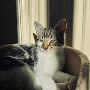 Romy a rejoint le concours — aidez-le/la à gagner de superbes lots ! cat, tabby, kitten, white_fur, striped_fur, animal, pet, portrait, close_up, sitting, lounging, chair, indoors, window, sunlight, warm_lighting, whiskers, ears, green_eyes, relaxed