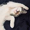 Romy a rejoint le concours — aidez-le/la à gagner de superbes lots ! cat, pet, fluffy, white_fur, sleeping, relaxed, upside_down, paws, whiskers, pink_nose, closed_eyes, indoors, bed, bedding, dark_background, cozy, cute, playful, animal_portrait, cable