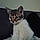 Romy