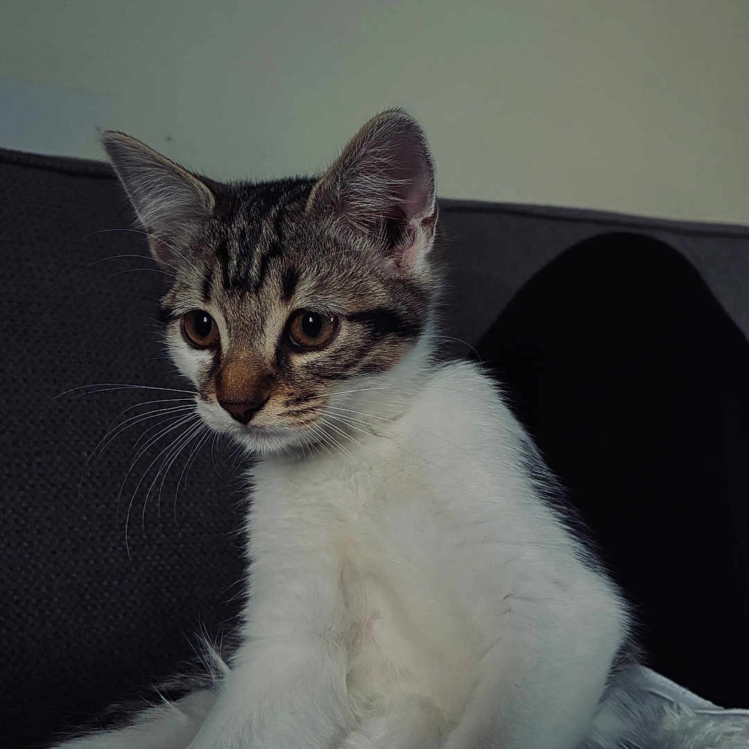 Romy participe au concours pour gagner de l'argent avec cette photo : cat, kitten, tabby, white_fur, striped_fur, animal, pet, sitting, portrait, indoors, couch, blanket, fluffy_blanket, brown, white, ears, whiskers, paws, tail, cozy