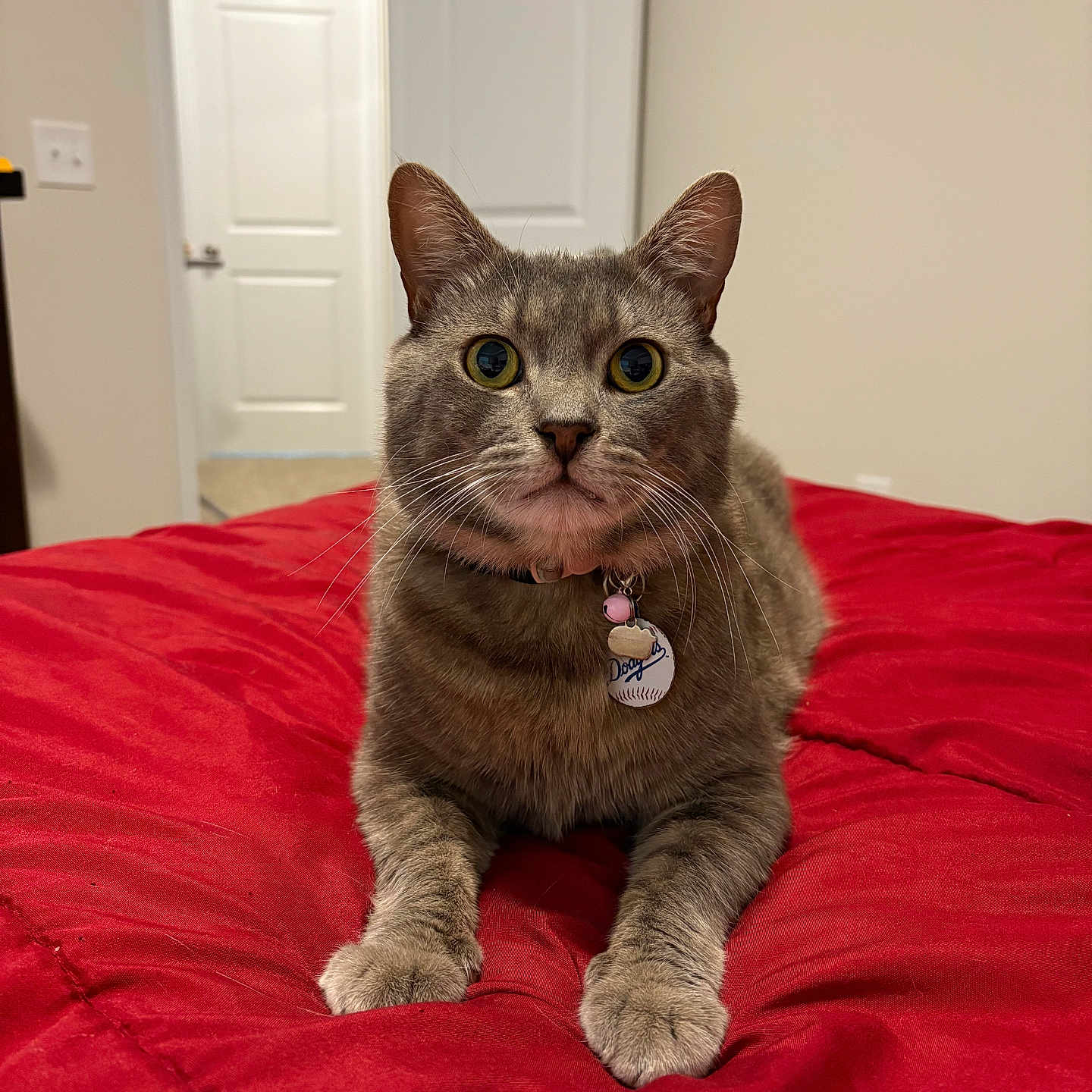 Gizmo joined the competition — help win amazing prizes! cat, tabby, pet, indoor, red_blanket, bed, fur, whiskers, collar, tag, eyes, ears, paws, animal, mammal, curious, resting, closeup, domestic, feline