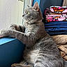 Gizmo is registered to the contest to win money with this photo: cat, grey_cat, window, windowsill, blankets, folded_blankets, indoor, pet, feline, curious, cozy, fur, paws, resting, looking_out, blue_wall, daylight, home, domestic_animal, relaxed