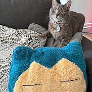 Gizmo is registered to the contest to win money with this photo: cat, gray_cat, couch, pillow, plush_pillow, snorlax, living_room, furniture, pet, domestic_cat, cozy, indoor, whiskers, green_eyes, relaxed, cute, collar, tag, soft_texture, resting