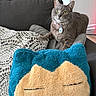 cat, gray_cat, couch, pillow, plush_pillow, snorlax, living_room, furniture, pet, domestic_cat, cozy, indoor, whiskers, green_eyes, relaxed, cute, collar, tag, soft_texture, resting