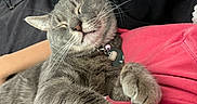Gizmo is registered to the contest to win money with this photo: cat, gray_cat, sleeping, pet, indoor, closeup, fur, whiskers, collar, cute, relaxed, person, human_arm, clothing, pink_shirt, black_background, domestic_animal, paw, feline, cozy
