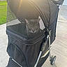 cat, pet_stroller, mesh, outdoor, sunlight, gray_cat, drink, starbucks, concrete, grass, wheel, handlebar, daylight, pet, animal, container, sidewalk, black, metal, leisure