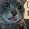 Gizmo is registered to the contest to win money with this photo: cat, close_up, gray_cat, tongue_out, collar, cat_tag, indoor, whiskers, green_eyes, pet, curious, feline, domestic_cat, animal, cute, face, portrait, fur, playful, house