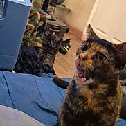 Star is registered to the contest to win money with this photo: animal, blanket, blue, boots, brown, cat, clutter, door, ears, fan, floor, fur, household, indoor, meowing, mouth, pet, tail, tortoiseshell, whiskers