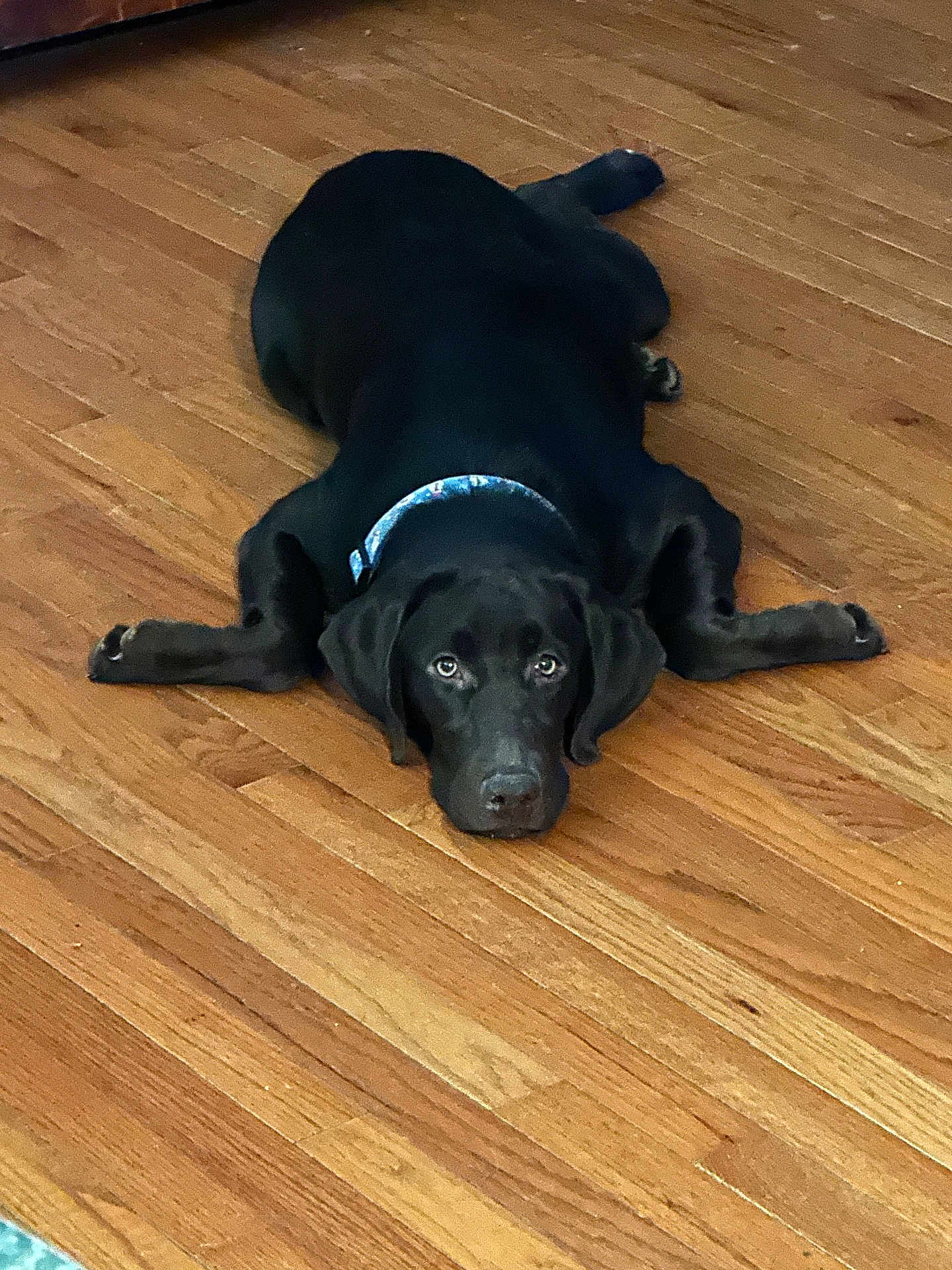Oaklynn is registered to the contest to win money with this photo: dog, black_dog, pet, animal, laying_down, splooting, front_legs_outstretched, collar, hardwood_floor, wood_floor, indoor, looking_up, eyes, muzzle, ears, black_coat, home_interior, relaxed, cute, portrait